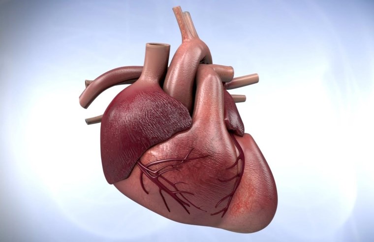 ¿Cómo Funciona? - Tu Corazón | Fundación Cardiológica Argentina